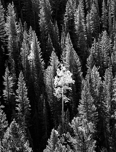 [© Aspen's Last Stand by Judy Hill is described with Black and White, Mountain, Woods, Fall, Stock, Black, White, Independence Pass, Colorado, Rocky Mountain, Rockys, White River National Forest, Aspens, Pine, Evergreen, Spruce, Tree, Trees, Fine Art, Vertical hit 15487 rate ]
