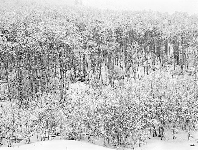 [© Snowy Aspen, McClure Pass B&W by Judy Hill is described with Stock, Black and White, Cool, Neutrals, Black, Gray, White, Woods, Horizontal, Winter, Colorado, Elk Range, McClure Pass, Rocky Mountain, Rockys, White River National Forest, Snowy, Snow, Tree, Alpine, Trees, Aspens, Fine Art hit 10982 rate ]