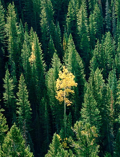 [© Aspen's Last Stand by Judy Hill is described with Color, Mountain, Woods, Fall, Stock, Green, Yellows, golden, Gold, Black, Independence Pass, Colorado, Rocky Mountain, Rockys, White River National Forest, Aspens, Pine, Evergreen, Spruce, Tree, Trees, Fine Art, Vertical hit 11991 rate ]