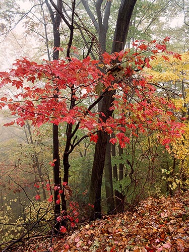 [© Red Tree by Judy Hill is described with Color, Warm, Woods, Vertical, Fall, Stock, Black, Hot, Reds, Yellows, Orange, Brown, Brush, Foliage, Leaf, Leaves, Tree, New England, Massachusetts, Trees, 1986, Fine Art, retro hit 19068 rate ]