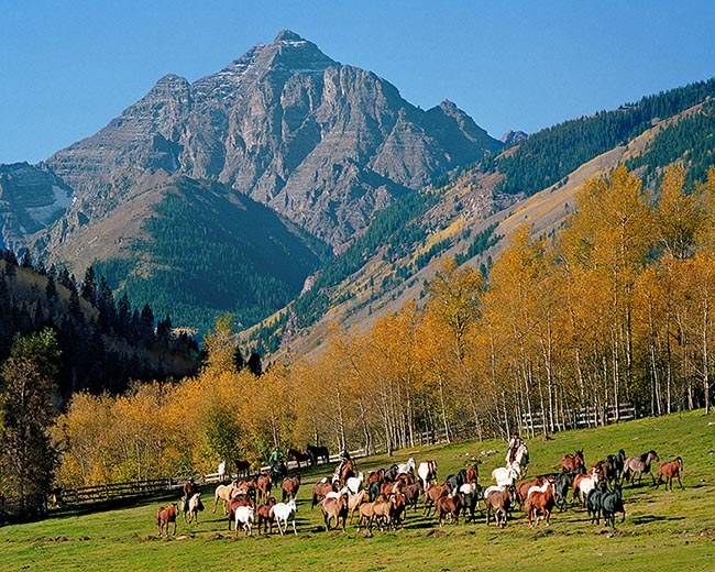 [© Round-up by John Austin Hill is described with Color, Warm, Blue, Gray, Brown, Orange, Gold, Green, Black, White, Mountain, Woods, Horizontal, Fall, Animal, Horse, Horses, Dog, Stock, Pyramid, Pyramid Peak, Rocky Mountain, White River National Forest, Aspen, Colorado, Air, Blue sky, Leaf, Leaves, sky, Trail, Chris Bentley, person, People, Alpine, Mountains, Farms, Farm, Rural, Ranches, Tree, Trees, Cottonwoods, Fine Art hit 17450 rate ]