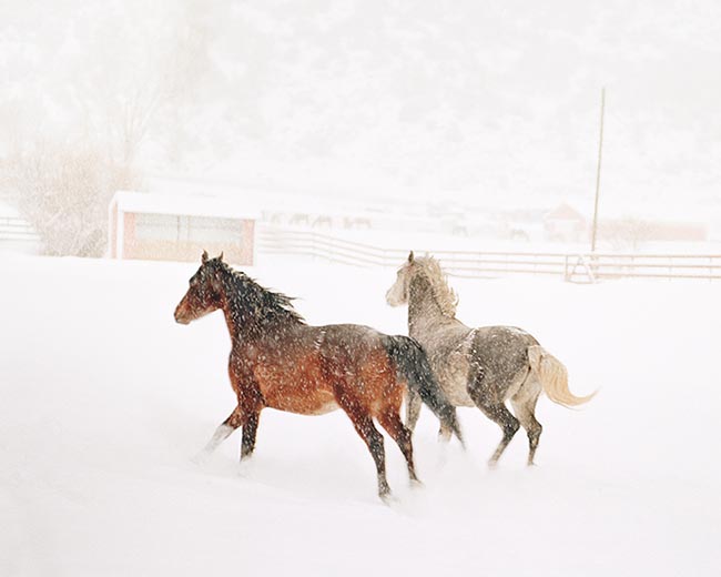 [© Cozy Point by Judy Hill is described with Stock, Color, Cool, Warm, Neutrals, Farm, Horizontal, Winter, Barns, Horse, Horses, Brown, Beige, Gray, White, Aspen, Rocky Mountain, Rockys, Roaring Fork Valley, White River National Forest, Snow, Snowy, Misty, Pasture, Fence, Ranches, Rural, Animal, Fine Art, retro hit 13684 rate ]