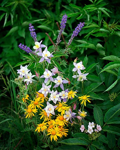 [© Mountain Bouquet by Judy Hill is described with Stock, Color, Cool, Warm, Woods, Horizontal, Spring, Summer, Gold, Green, Purple, Yellows, White, Flat Tops, Colorado, Rocky Mountain, Rockys, White River National Forest, Flower, Flowers, Daisies, Daisy, Lupine, Columbines, Alpine, Close, Close up, Fine Art hit 7544 rate ]