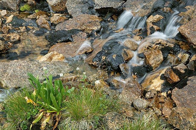 [© Mine Shaft Stream by Judy Hill is described with Independence Pass, Spring, Horizontal, Waterfall, Water, Streams, Rocky, Rocks, Rivers, Leaves, Flowers, Alpine, Neutrals, Green, Black, Beige, Summer, Rockys, Rocky Mountains, Elk Range, Colorado, Mt., Mountains, Fine Art, Stock, Color, Gray, White, Mountain, White River National Forest, 2004, Close, Close up hit 19633 rate ]