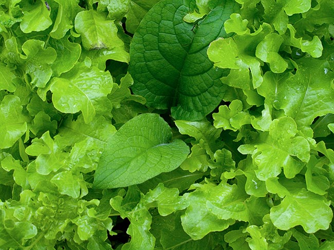 [© Garden Salad by Judy Hill is described with Close up, Close, Green, Cool, Foliage, Garden, Leaf, Leaves, Horizontal, Great Britain, London, England, Spring, Summer, Stock, Color, Farm, Black hit 5956 rate ]