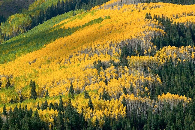 [© Fall Tapestry by Judy Hill is described with Sunrise, Fall, Autumn, Rockys, Rocky Mountains, Elk Range, Colorado, Woods, Pines, Pine, Mt., Mountain, Mountains, Foliage, Evergreen, Aspens, Alpine, Yellows, Warm, Hot, Green, Color, Fine Art, Stock, Horizontal, Maroon Bells-Snowmass Wilderness, 2004, Forest hit 21660 rate ]