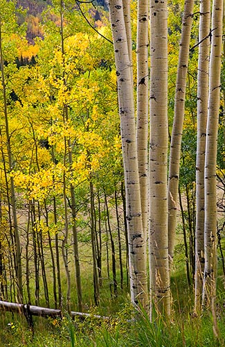 [© All That Jazz by Judy Hill is described with Sunrise, Vertical, Fall, Autumn, Rockys, Rocky Mountains, Elk Range, Colorado, Woods, Pines, Pine, Mt., Foliage, Evergreen, Aspens, Alpine, Yellows, Warm, Hot, Green, golden, Color, Fine Art, Stock, Maroon Bells-Snowmass Wilderness, 2004, Forest hit 19987 rate ]
