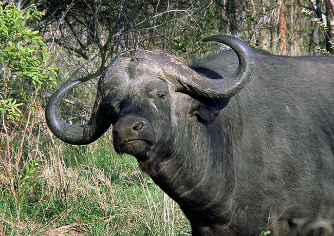 [© Buffalo with attitude by Amory B. Lovins is described with Cape Buffalo, Simbambili, Sabi Sands Game Reserve, South Africa, Horizontal, Color, Neutrals, Cool, Stock, Gray, Africa, International, National Park, Spring, Summer, Green, Bush hit 9697 rate ]