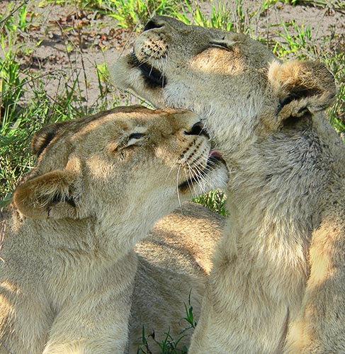[© Cuddling lions by Amory B. Lovins is described with Lion, South Africa, Sabi Sands Game Reserve, Simbambili, Color, Vertical, Africa, International, National Park, Spring, Summer, Green, Fine Art, Black, Yellows, Warm, Bush hit 30073 rate ]