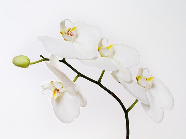 [© Hong Kong Orchid - 1290 by Judy Hill is described with White, Green, High Key, Yellows, Neutrals, Flowers, Orchid, Hong Kong, China, Close up, Close, Horizontal, Live, Fine Art, Color, Cool, Spring, Summer, Stock, Flower, International hit 16554 rate ]