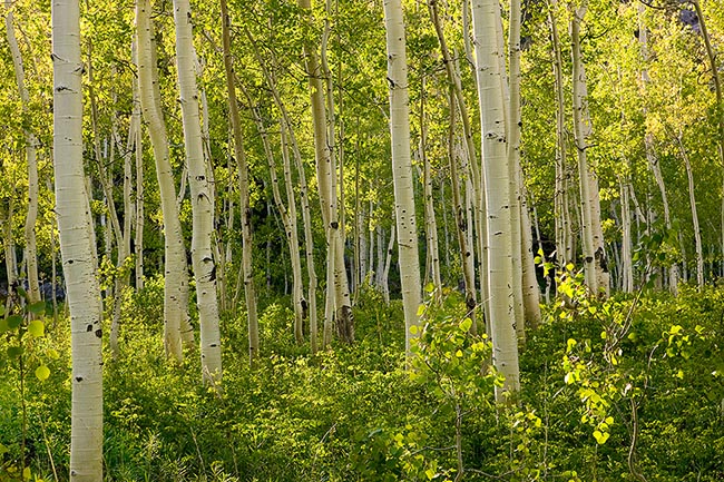 [© Spring Aspens - 1254 by Judith A. Hill is described with Beige, Black, Cool, golden, Green, Neutrals, Warm, Yellows, Aspens, Forest, Tree, Trees, Woods, Independence Pass, Rockys, White River National Forest, Mountain, Mountains, Spring, Summer, Rocky Mountains, Horizontal, 2005, Colorado, Stock hit 9632 rate ]