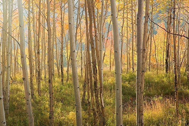 [© Mellow Yellow by Judy Hill is described with Fine Art, Stock, Beige, Brown, golden, Green, Neutrals, Orange, Yellows, White, Warm, Rocky Mountain, White River National Forest, Foliage, Leaf, Leaves, Woods, Alpine, Rocky Mountains, 2005, Fall, Autumn, Aspens, Tree, Trees, Horizontal, Color, Castle Creek, Colorado, Gold, Rockys, Forest hit 19023 rate ]