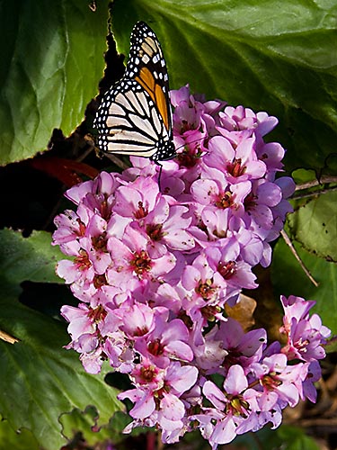 [© Azalea and monarch by Amory B. Lovins is described with 2005, Animal, Butterfly, California, Color, Esalen, Fine Art, Flower, Leaves, Meditation, Monarch, Pink, Plant, Plants, Playful, Purple, Spring, Stock, Summer, Texture, USA, Vertical hit 32046 rate ]