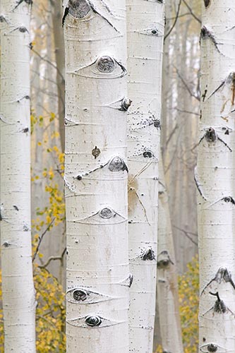 [© Foggy Fall Aspens Vertical by Judy Hill is described with Fine Art, Color, Woods, Fall, Stock, Colorado, Elk Range, White River National Forest, Rockys, Alpine, 2006, Vertical, Cloudy, Tree, Forest, Aspens, Close, Close up, Trees, Black, White, Gold, Yellows, Gray, Neutrals, Cool, Rocky Mountain, Rocky Mountains hit 23961 rate ]