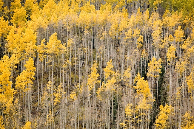 [© Fall Aspen Aglow by Judy Hill is described with Warm, Neutrals, Woods, Horizontal, Fall, Stock, Color, Colorado, Castle Creek, Rocky Mountains, Rockys, White River National Forest, Alpine, 2006, Aspens, Tree, Trees, Forest hit 11952 rate ]