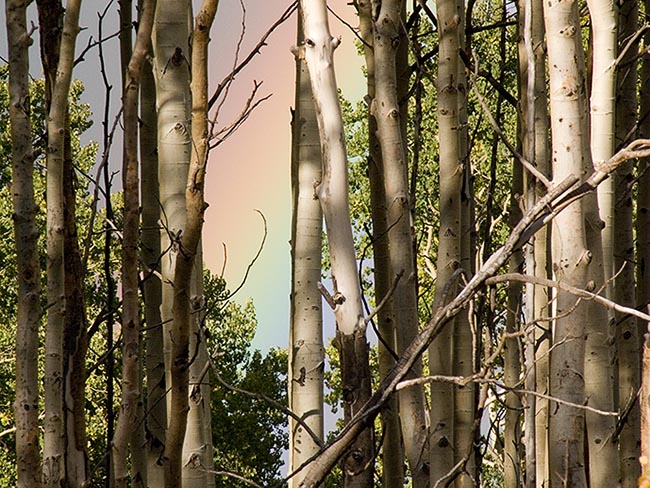 [© Rocky Mountain Rainbow by Amory B. Lovins is described with Color, Woods, River Valley, Horizontal, Fall, Stock, Beige, Black, Gray, Green, Yellows, Neutrals, Blue, Pink, Warm, White River National Forest, Colorado, Tree, Rainbows, 2006, Aspens, Trees, Spruce, Evergreen, Pine hit 10938 rate ]