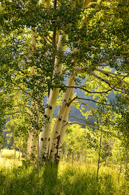[© Backlit Aspens by Judy Hill is described with Woods, Summer, Color, Green, Colorado, Maroon Bells-Snowmass Wilderness, Alpine, Forest, 2007, Vertical, Grass, Tree, Warm, Yellows, Beige, Pasture, Fine Art, 5/19 for web, retro hit 7264 rate ]