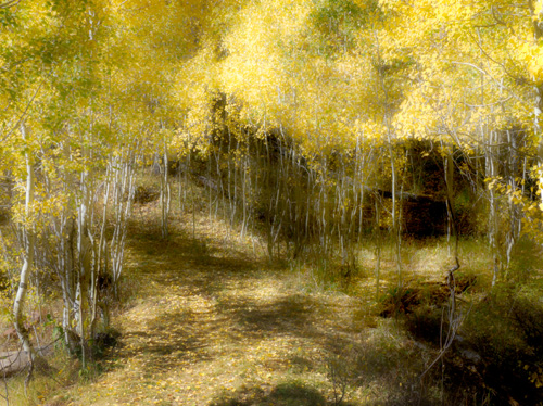 [© Painterly Fall by Amory B. Lovins is described with Color, Fine Art, Fall, Trees, Horizontal, Warm, Mountains, Path, Watercolor, Soft, Yellow, Brown, Leaves, Rocky Mountains hit 19215 rate ]