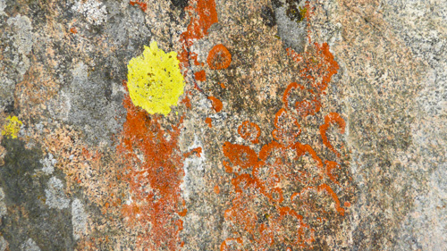 [© Lichen Rock Horizontal by Amory B. Lovins is described with Color, Fine Art, Fall, Abstract, Horizontal, Warm, Mountains, Rocks, Lichen, Rocky Mountains hit 19006 rate ]