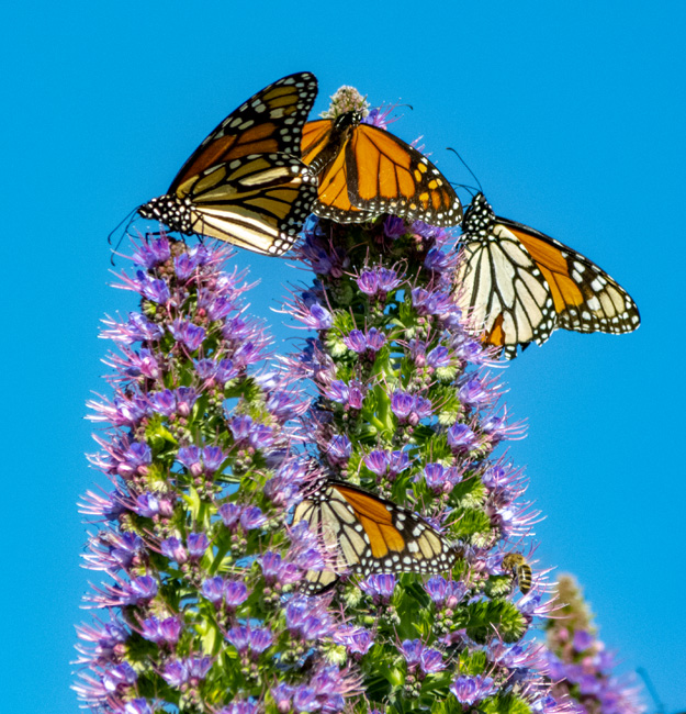 [© Monarch Gathering by Amory B. Lovins is described with Color, Fine Art, 5/19 for web, blue, orange, purple, monarch, california, Esalen, Vertical, Horizontal, retro hit 13251 rate ]