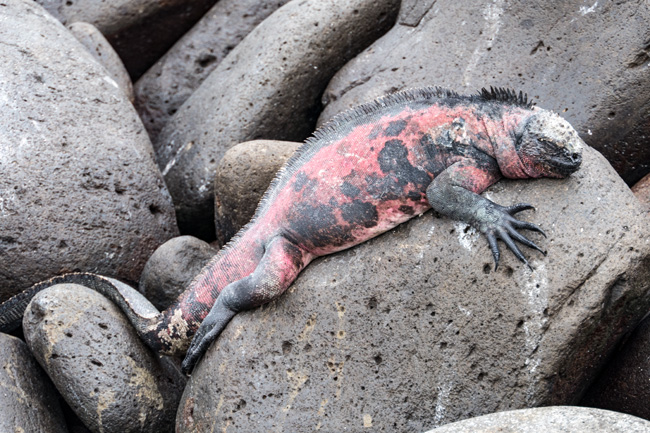 [© Pink Sprawl by Amory B. Lovins is described with Galapagos, Color, Rock, Pink, Gray, Fine Art, Horizontal, Cool, Warm, Marine Iguana hit 9420 rate ]