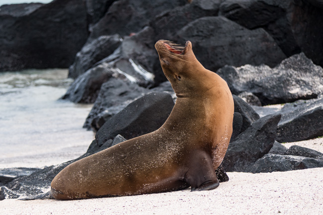 [© High C by Amory B. Lovins is described with Galapagos, Sea Lion, Color, Brown, Black, White, Fine Art, Horizontal, Warm, Cool hit 19134 rate ]