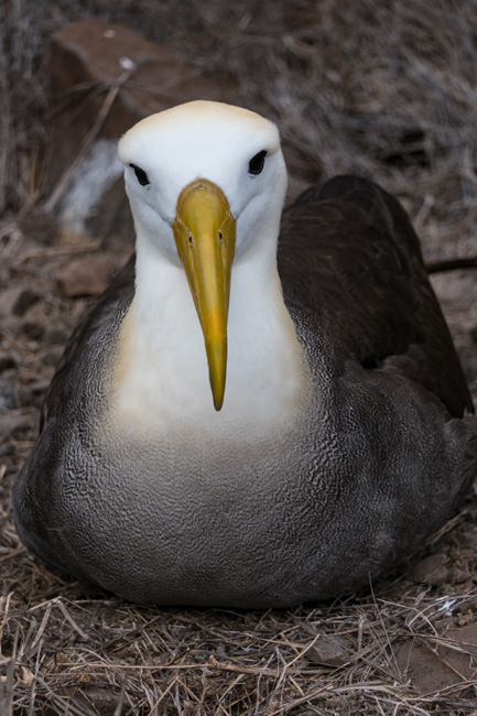 [© Albatross by Amory B. Lovins is described with Galapagos, Bird, Waved Albatross, Color, Black, Gray, White, Yellow, Fine Art, Vertical, Cool, Warm hit 19519 rate ]