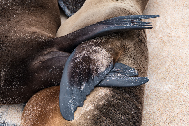 [© Flipper Cuddle by Amory B. Lovins is described with Galapagos, Sea Lion, Fins, Color, Beige, Brown, Cyan, Gray, Fine Art, Horizontal, Warm, cuddle hit 19537 rate ]