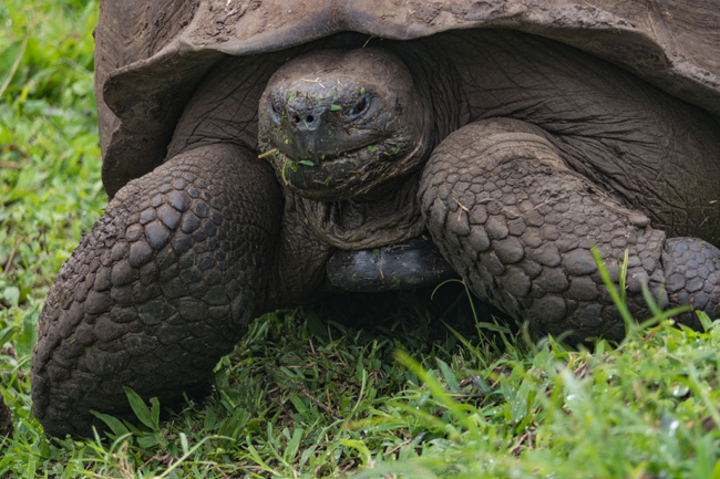 [© Tortoise by Amory B. Lovins is described with Galapagos, Giant Tortoise, Color, Fine Art, Horizontal, Gray, Cool, Brown, Green hit 11437 rate ]