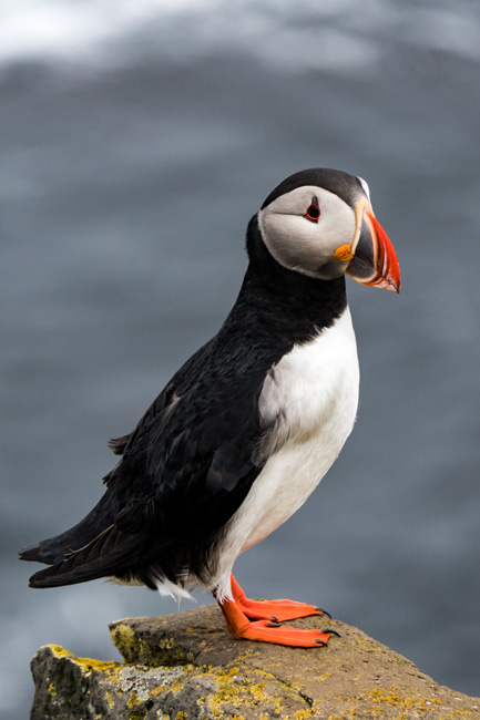 [© Puffin Portrait by Judith Hill Lovins is described with Iceland, Color, Spring, Slideshow, Puffin, Bird, Fine Art, Vertical, Black, Orange, White, Gray, Warm hit 4911 rate ]