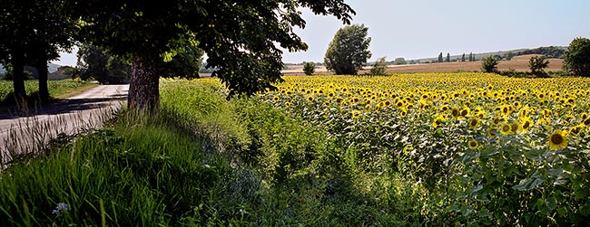[© Sunflowers in the South of France by Judy Hill is described with Fine Art, Color, Cool, Warm, Farm, Horizontal, Panorama, Spring, Summer, International, Stock, Blue, Green, Brown, Yellows, Air, Blue sky, Flower, Tree, Sun Flower, Flowers, Road, Farms, Rural, Trees, France, Provence hit 7630 rate ]