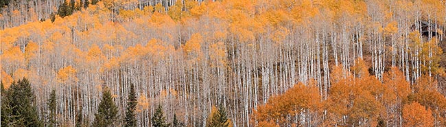 [©  by Judy Hill is described with Warm, Neutrals, Woods, Horizontal, Fall, Stock, Color, Colorado, Castle Creek, Rocky Mountains, Rockys, White River National Forest, Alpine, 2006, Aspens, Tree, Trees, Evergreen, Pines, Pine, Forest, Buildings, Cabin hit 9480 rate ]